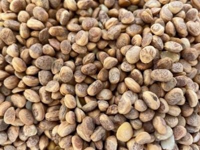 Organic Chironjee Seeds