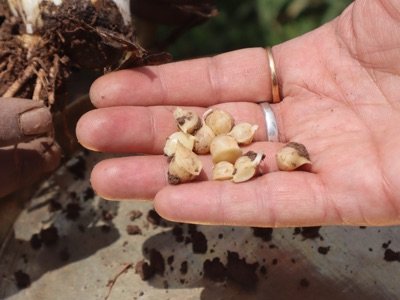 Himalayan Snow Mountain Garlic