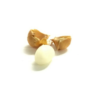 Himalayan Garlic